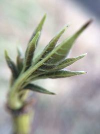 Close-up of plant