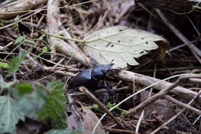 Close-up of grasshopper on a land