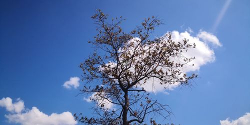 Low angle view of cherry tree against blue sky