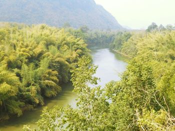 Scenic view of river amidst trees in forest