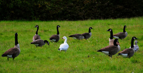 Flock of birds on grassy field