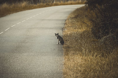 View of cat running on road