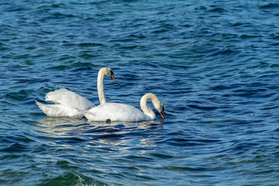 Swans swimming in lake