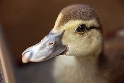 Close-up of mallard duck