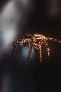 Close-up of spider