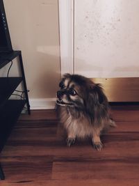 Portrait of dog on hardwood floor