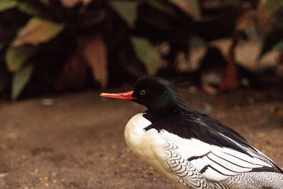 Close-up of bird