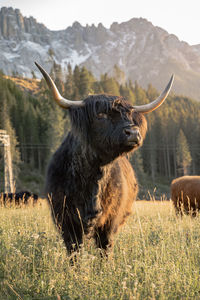 Low-angle portrait view of highland cow in dolomites, italy