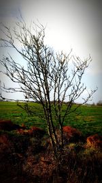 Tree on field against sky