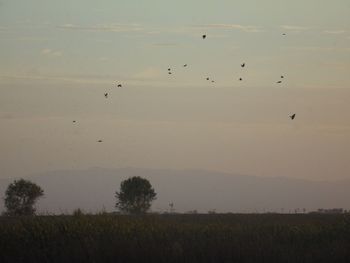 Birds flying over field against sky