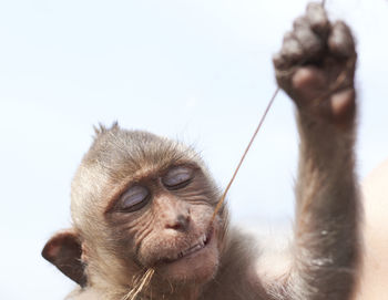 Close-up portrait of hand holding gorilla against sky