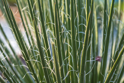 Close-up of crops growing on field