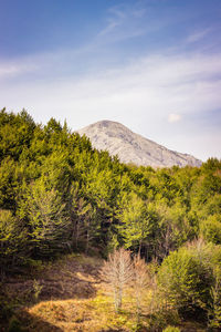 Scenic view of trees in forest against sky