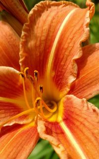 Close-up of day lily blooming outdoors