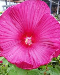 Close-up of pink flower