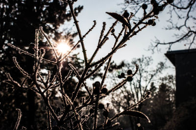 Close-up of tree during sunset