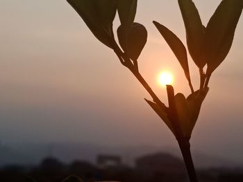 Close-up of silhouette plant against sky during sunset