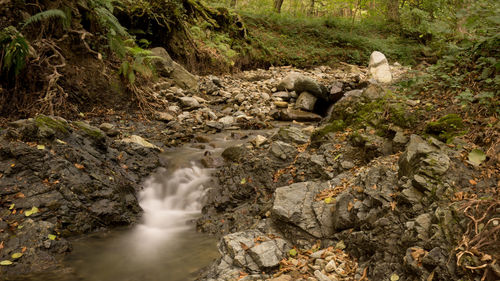 River flowing through forest