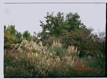 View of trees on landscape against clear sky