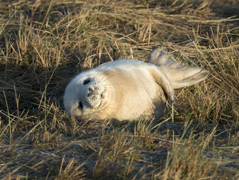 Close-up of animal sleeping in grass