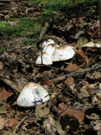 High angle view of mushroom growing on field