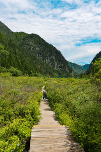 Path via marshes in jiuzhaigou