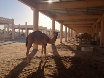 Camel standing in a ranch