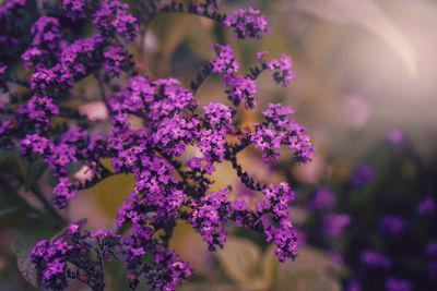 Beautiful fairy magic purple violet blue heliotropium arborescens or garden heliotrope flowers 