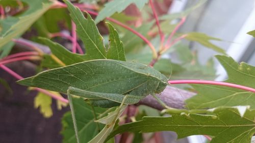 Close-up of insect on plant