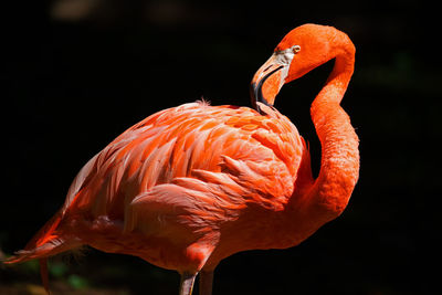 Flamingo highlighted 