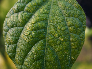 Close-up of green leaf