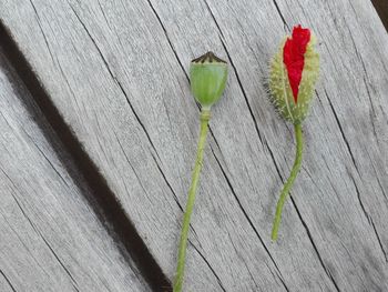 Close-up of red leaves on wood