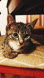 Close-up portrait of cat at home