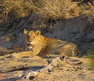 Portrait of cat lying on land