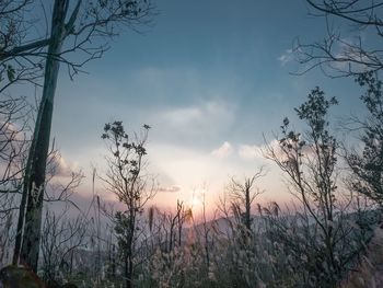 Trees against sky during sunset