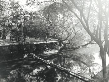 Bare trees by river in forest against sky