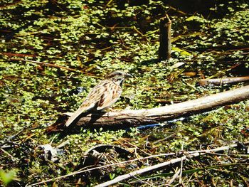 Bird perching on a tree