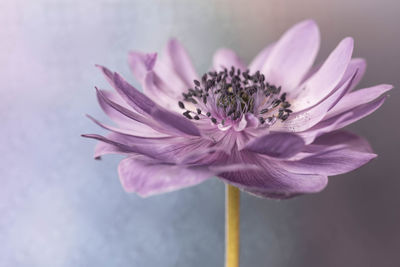 Close-up of pink flower