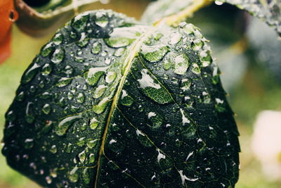 Close-up of raindrops on leaf