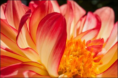 Close-up of orange lily