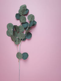 Close-up of pink rose against wall