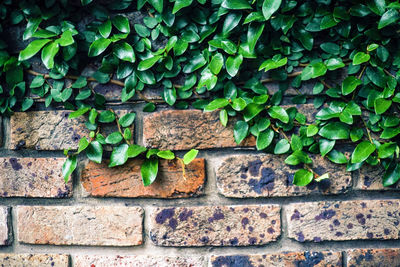 Close-up of plants against wall