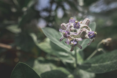 Close-up of purple flowering plant