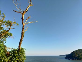 Scenic view of sea against clear blue sky