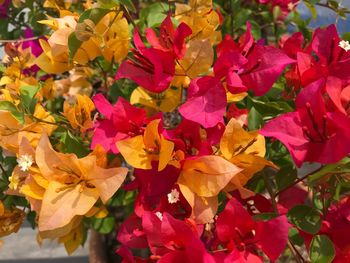 Close-up of multi colored yellow flowers blooming outdoors