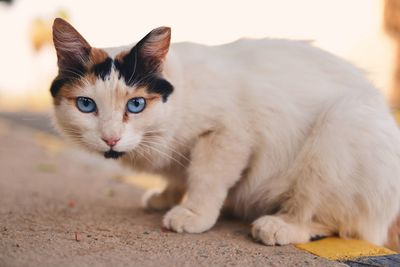 Portrait of cat