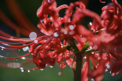 Close-up of red flowering plant