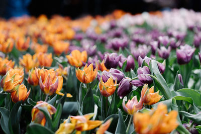 Close-up of purple tulip flowers on field