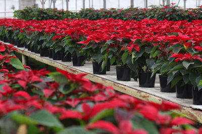 Close-up of flowers in greenhouse