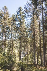 Low angle view of pine trees in forest against sky